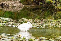 IMG_7D_08372 Eisvogel - im Tiefflug bers Wasser und am Schwan vorbei. Schau Dir die ganze Serie an.