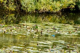IMG_7D_08374 Eisvogel - im Tiefflug bers Wasser und am Schwan vorbei. Schau Dir die ganze Serie an.