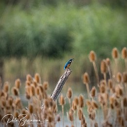 IR6_17712 Eisvogel