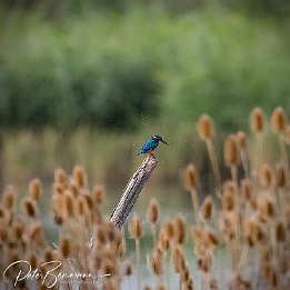 IR6_17713 Eisvogel