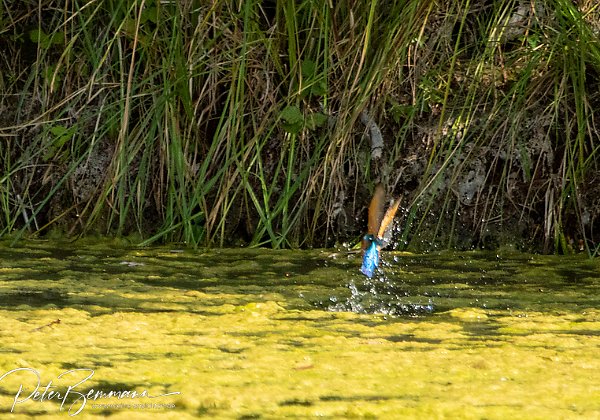 Eisvogel ...bei der Jagd