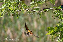 IMG_48799 Bienenfresser - European Bee-eater Photo taken today at a rookery of bee-eaters near Lambsheim/Germany