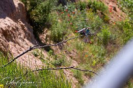 IMG_48974 Bienenfresser - European Bee-eater Photo taken today at a rookery of bee-eaters near Lambsheim/Germany