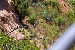 IMG_48975 Bienenfresser - European Bee-eater Photo taken today at a rookery of bee-eaters near Lambsheim/Germany