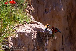 IMG_48979 Bienenfresser - European Bee-eater Photo taken today at a rookery of bee-eaters near Lambsheim/Germany