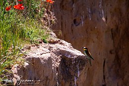 IMG_49000 Bienenfresser - European Bee-eater Photo taken today at a rookery of bee-eaters near Lambsheim/Germany