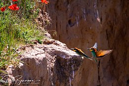 IMG_49003 Bienenfresser - European Bee-eater Photo taken today at a rookery of bee-eaters near Lambsheim/Germany