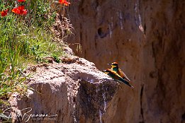 IMG_49004 Bienenfresser - European Bee-eater Photo taken today at a rookery of bee-eaters near Lambsheim/Germany