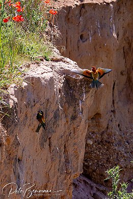 IMG_49088 Bienenfresser - European Bee-eater Photo taken today at a rookery of bee-eaters near Lambsheim/Germany