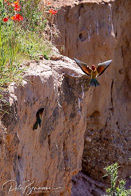 IMG 49101  Bienenfresser - European Bee-eater Photo taken today at a rookery of bee-eaters near Lambsheim/Germany