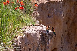IMG 49108  Bienenfresser - European Bee-eater Photo taken today at a rookery of bee-eaters near Lambsheim/Germany