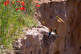 IMG 49155  Bienenfresser - European Bee-eater Photo taken today at a rookery of bee-eaters near Lambsheim/Germany