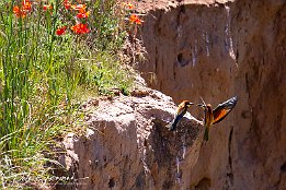 IMG 49168  Bienenfresser - European Bee-eater Photo taken today at a rookery of bee-eaters near Lambsheim/Germany