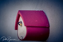 IMG 49270