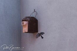 IMG 49304
