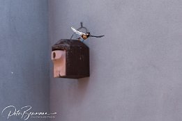 IMG 49312