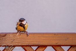 IMG 49326