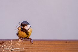 IMG 49328