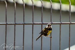 IMG 49332
