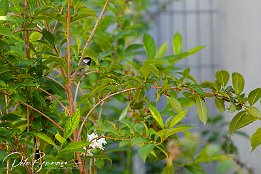 IMG 49337