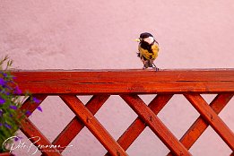 IMG 49346