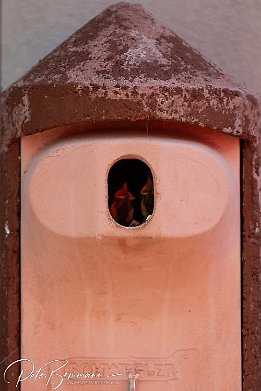 IMG 49367