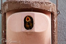 IMG 49418
