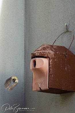 IMG 49435