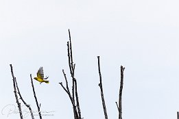 IR6 10495  Pirol - auch er scheint ein Flugakrobat zu sein. Hier eine Serie, wie er von Ast zu Ast in verschiedenen Baumkronen fliegt.
