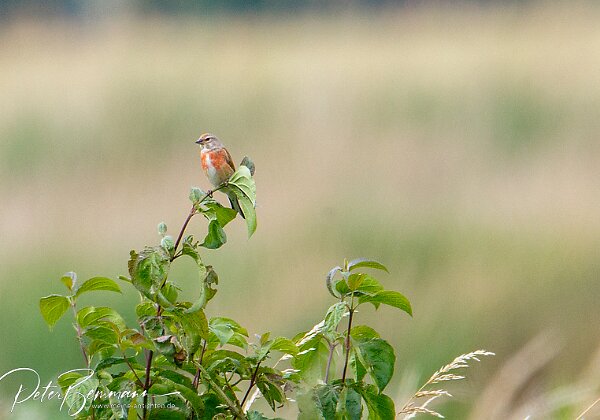 V�gel von A bis Z Mein Versuch je Buchstabe des Alphabets mindestens einen Vogel im Album abzubilden. (Beginn 2010) Ich bin kein...