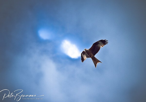 Vgel an den Mecklenburger Seen im Frhjahr 2010