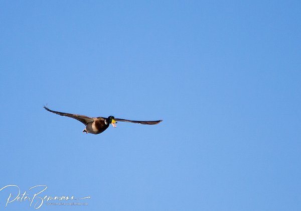 Vgel im Flug Immer eine besondere Herausforderung fr einen Fotografen