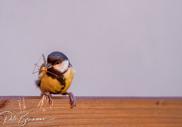 Kohlmeise beim Brutgesch�ft In diesem Jahr wurden 3 von 4 Bruth�hlen in meinem Garten genutzt. In einer der Bruth�hlen sind die Jungtiere schon...