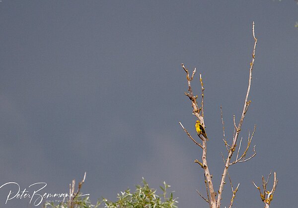 Pirol Man h�rt ihn h�ufiger, aber man sieht ihn sehr selten.