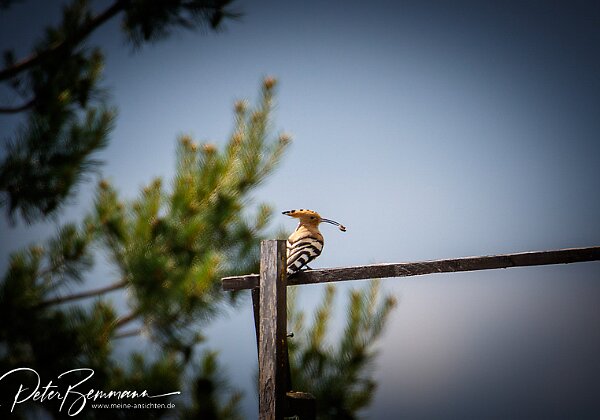 Wiedehopf bei der F�tterung Der Wiedehopf kam immer wieder mit Futter an und versorgte die Brut, die sich in der Felswand befand.