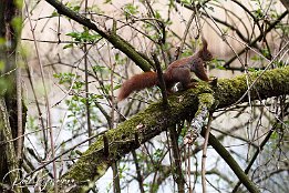 IMG 01057  Eichhörnchen