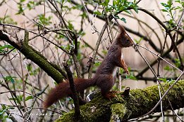 IMG 01058  Eichhörnchen