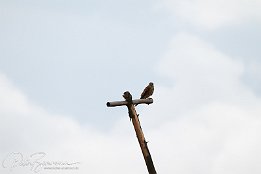 IMG 02350  Turmfalke