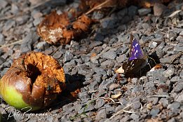 IMG_03006 Schmetterling - Farbenwechsel 1