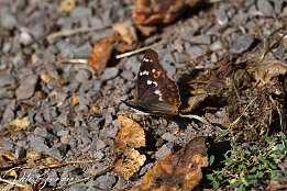 IMG_03008 Schmetterling - Farbenwechsel 2