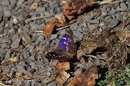 IMG_03010 Schmetterling - Farbenwechsel 3