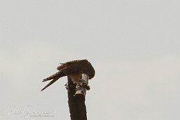 IMG_03031 Turmfalke bei der Mahlzeit