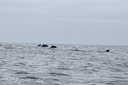 IMG_05991 Common Dolphins