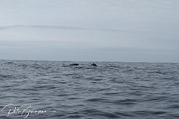 IMG_06022 Common Dolphins