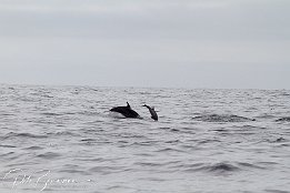 IMG_06025 Common Dolphins