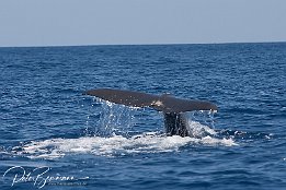 Whale Watching Tour - 28.06.2012