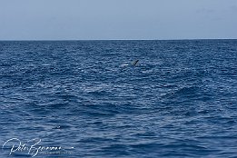 Risso Delfin