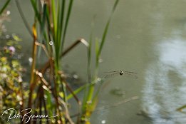 IMG 03014  Libelle