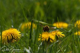 IMG 05003