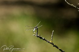 IMG 24284